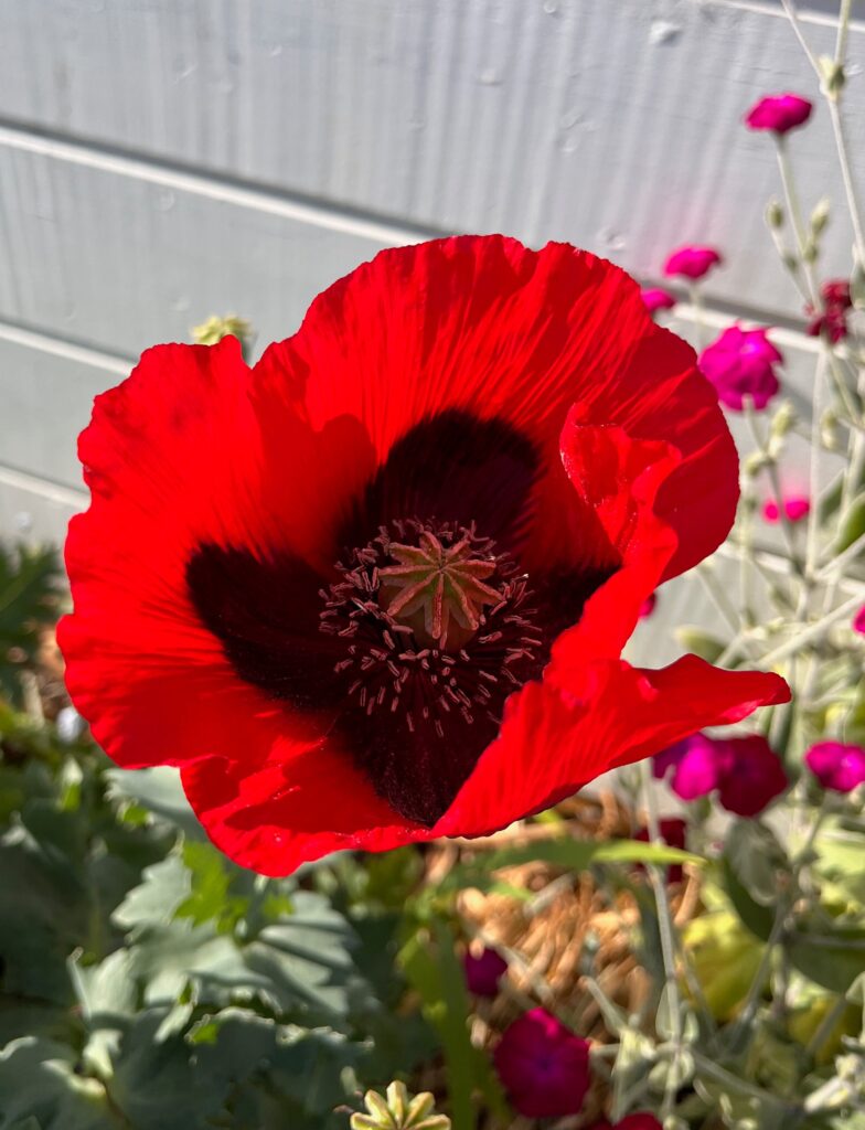 Poppy referenced in poem